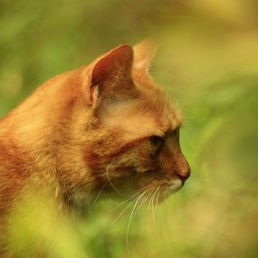 两只猫和我家哈士奇