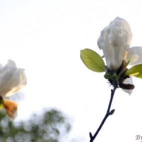【光·年】春天里的花花草草，心情大好