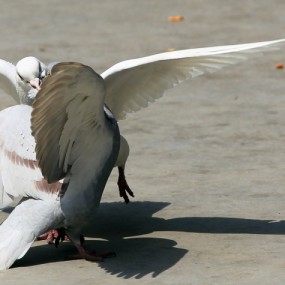 鸽子舞（一组）