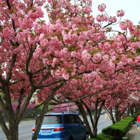 樱花大道（2016）