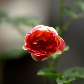 0522 雨后院子几张花草