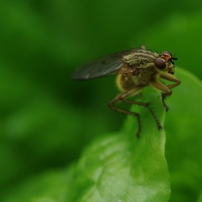 腾龙90微距作品欣赏