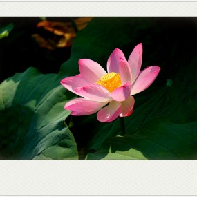 《习拍》夏 。池 塘 荷 影