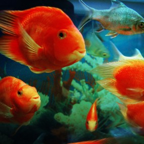 贺新春·连年有馀