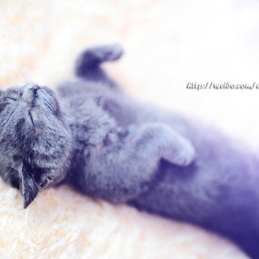 喵の物语 -航海王基德