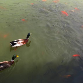 鸭鸭--望鱼兴叹<随拍>