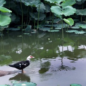 “悠悠自得孤雁行”