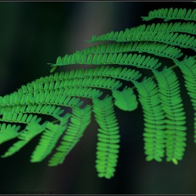 长焦拍花草一组