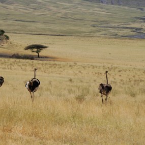 赛伦盖蒂大草原