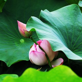 芙蓉园里荷花美