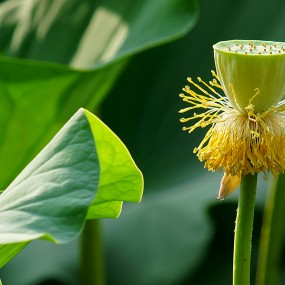 夏日荷花别样红——2013丰庆