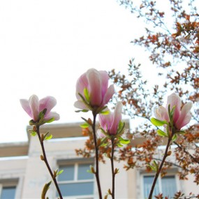 又到春花烂漫时