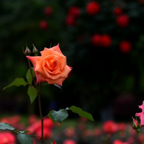 花中皇后   月季花