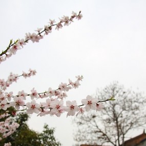 杏花随拍