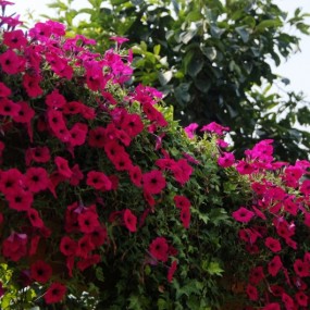 街拍的几朵小花