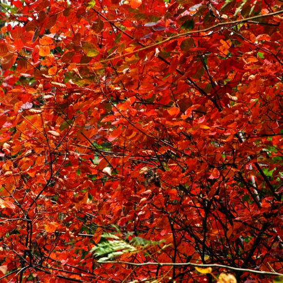 偷得浮生享秋红