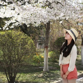 樱花烂漫----思源（一）