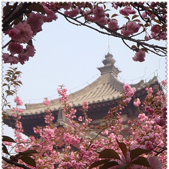 青龙寺樱花烂漫