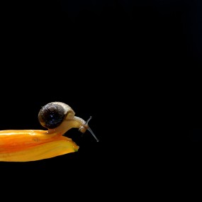 慢条斯理之蜗牛