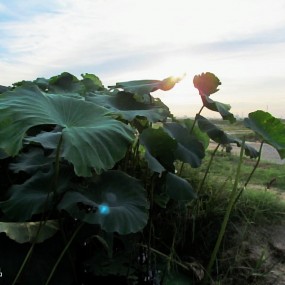 夕阳荷塘