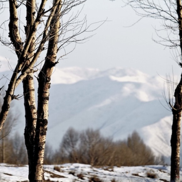 雪韵祁连（十四）树木写意