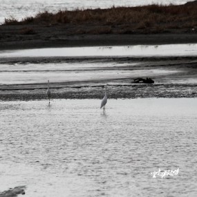 水之上，岸之畔，款款之身瘦尽一江之水