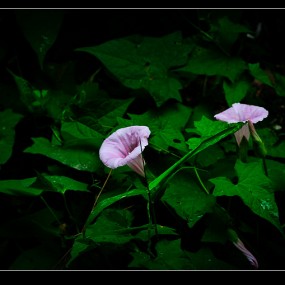 喜欢山里的那绿色