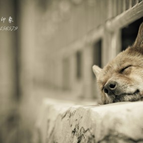 狗狗的幸福生活