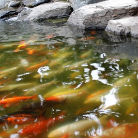 〖大美西安〗——中国唐苑