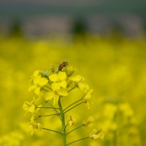 西安东郊的油菜花