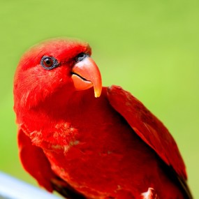 拍鸟（兴庆宫鸟语林）