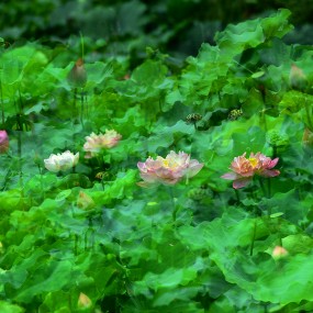 莲湖公园拍荷花之二：多次曝光