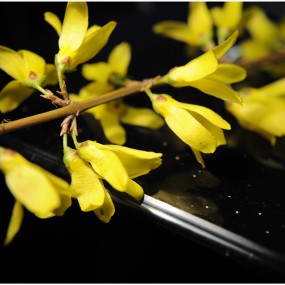 试用近摄镜拍花