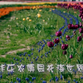 20150415沣东农博园活动作业——花海里的花仙子