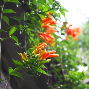 彩云之南-不知名的花