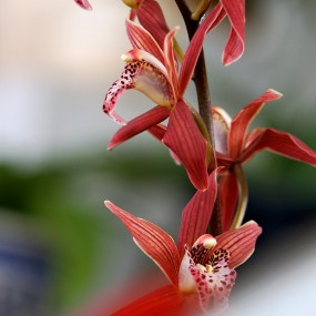 兰花——植物园花展