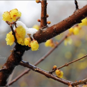 今冬腊梅· 大家点评————