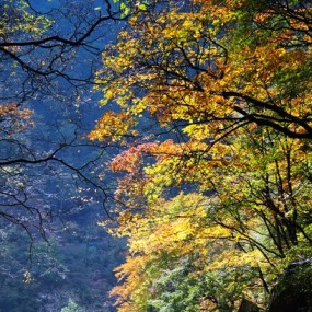 【绚烂多姿·秋】