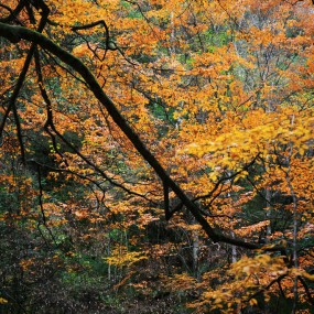 《多彩的季节》