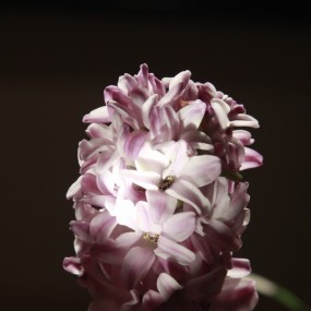 发几张鲜花、给春节添些春色