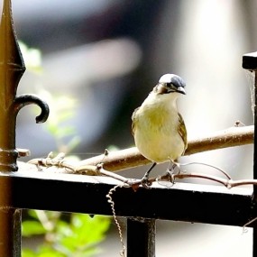 适马小黑打鸟——白头翁