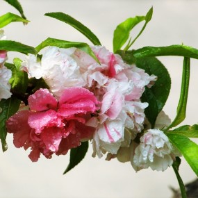 中午休息公司楼底下拍花