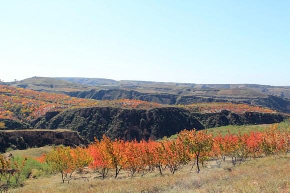 陕北的秋天