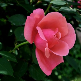 鲜艳见天真——月季