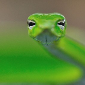 迷你一样的“眼”