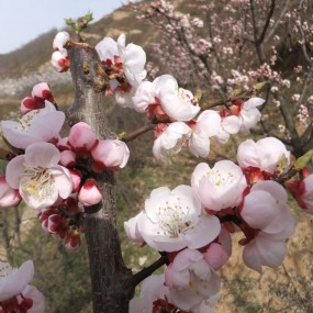 我的老家 华胥--杏花开了，欢迎大家采风拍摄