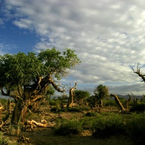 木垒胡杨