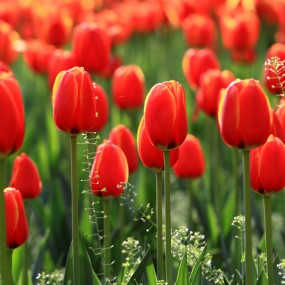 香远益清——郁金香