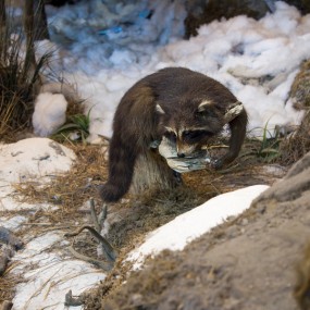 动物-航海王基德