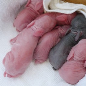 【熊猫兔】 生崽了-航海王基德